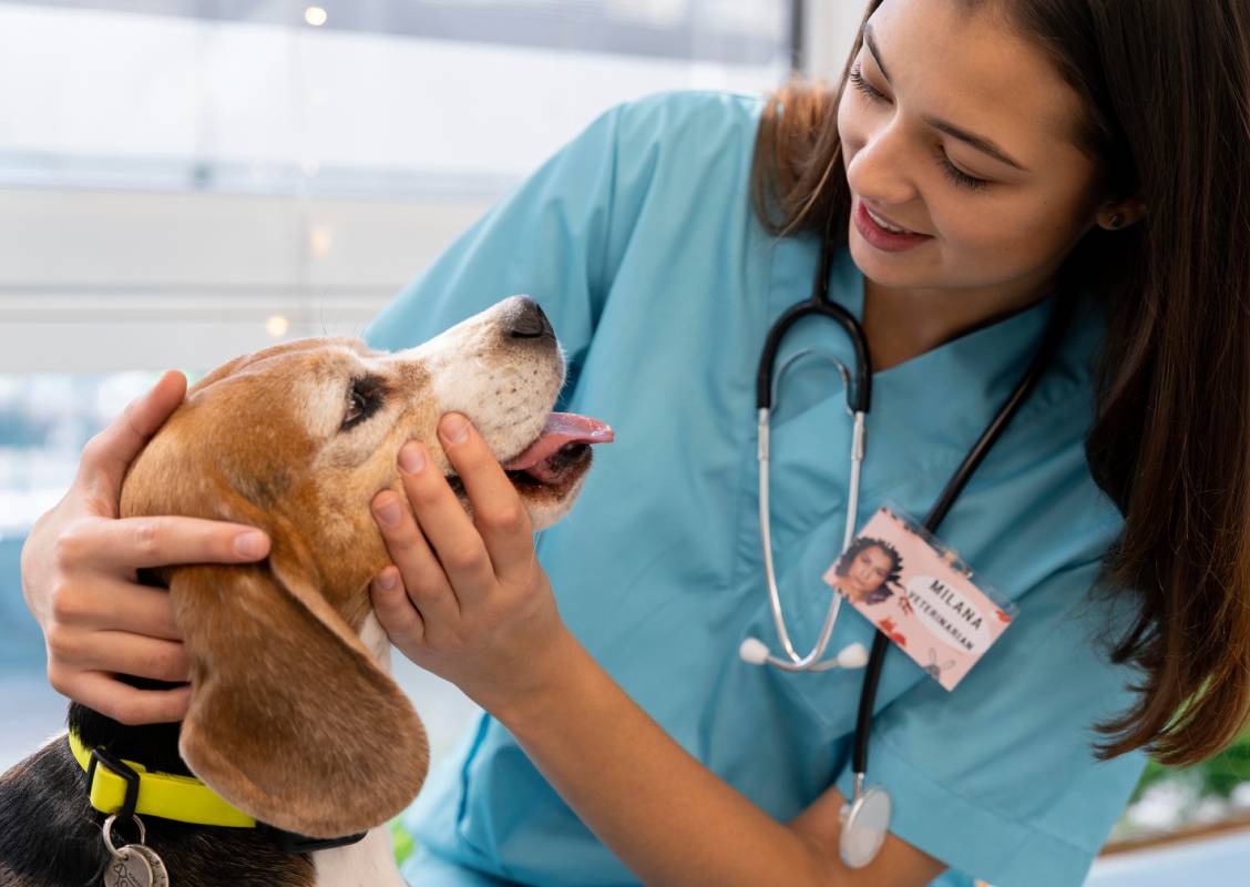 close-up-veterinarian-checking-dog-min