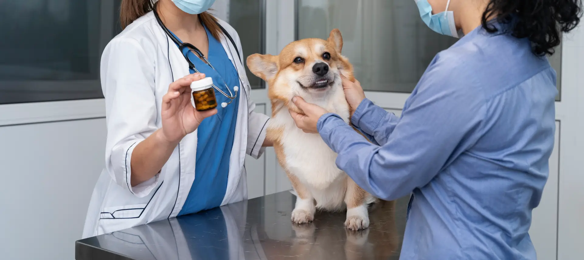 veterinarian-taking-care-pet-dog