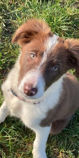 bao border collie