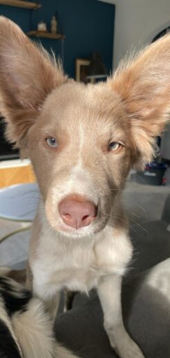 kala 2 border collie