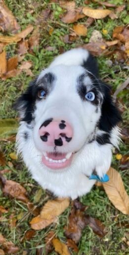 woody border collie